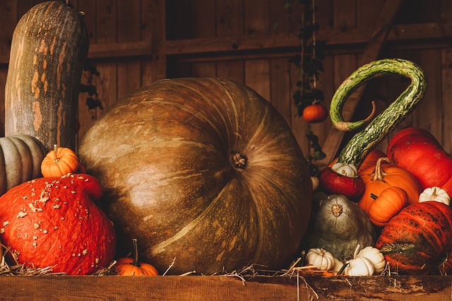 Thanksgiving pumpkins