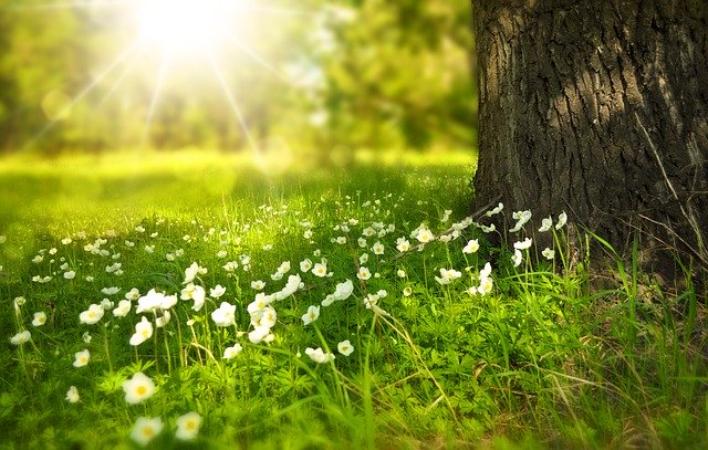 spring_spring flowers_pixabay